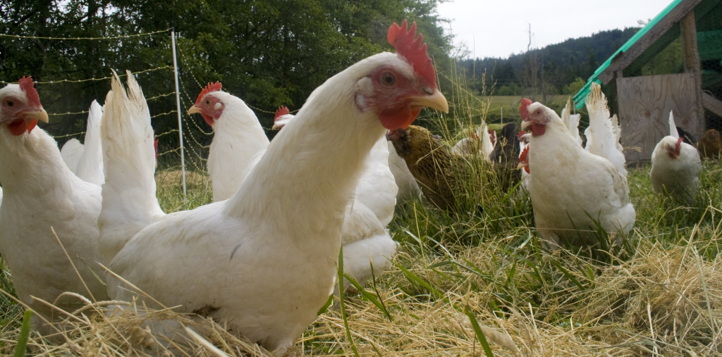 pastured-chicken-1024x507